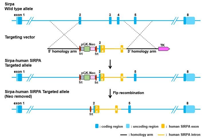 IL6R Humanized Immune Checkpoint Mouse Model