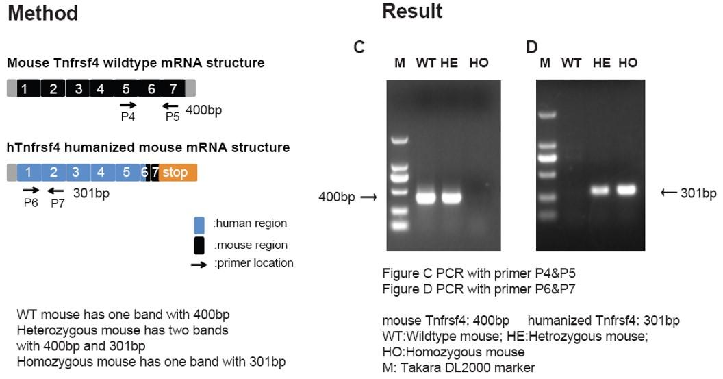 OX40 Humanized Immune Checkpoint Mouse Model