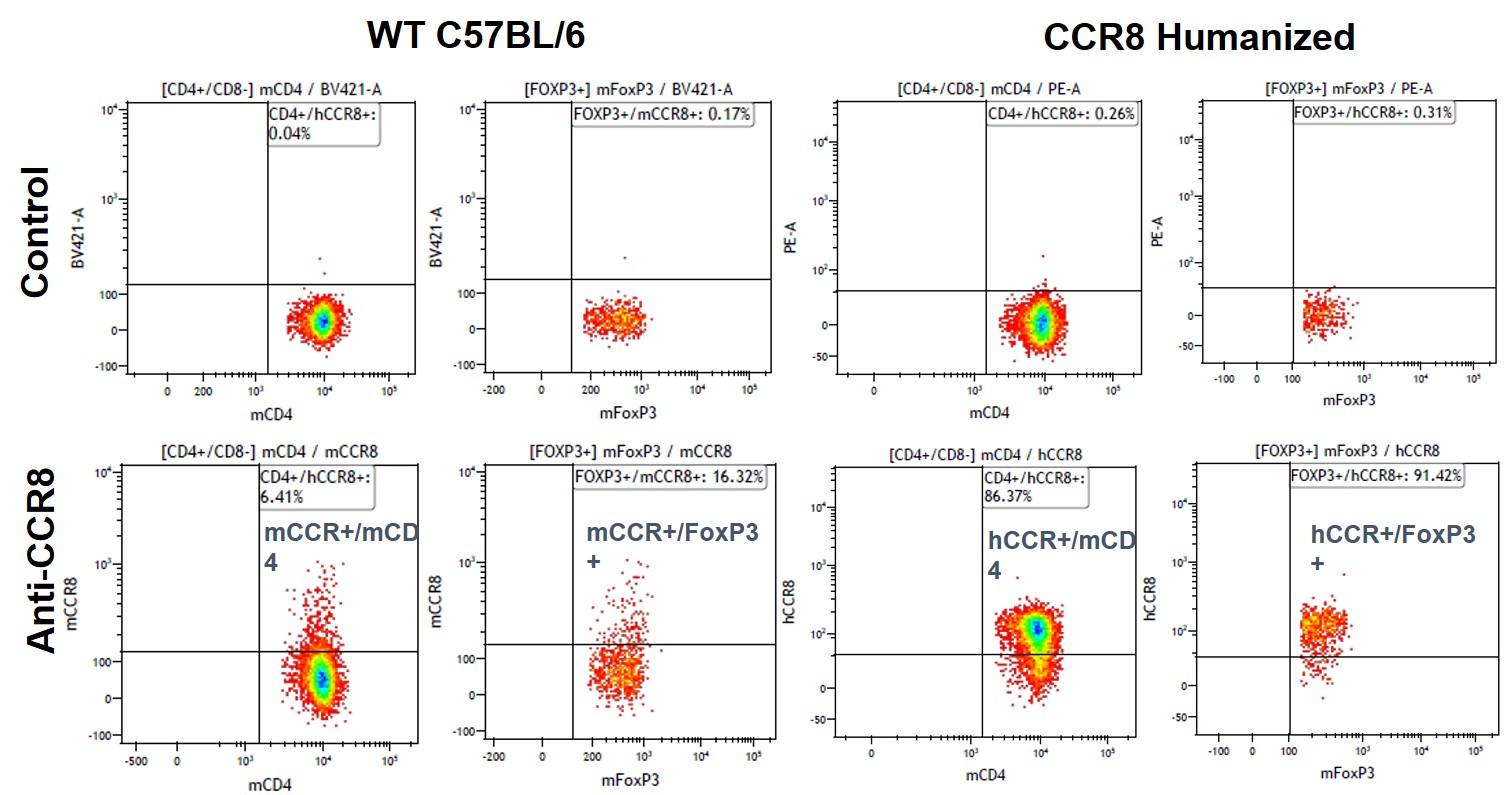CCR8 Humanized Immune Mouse Model