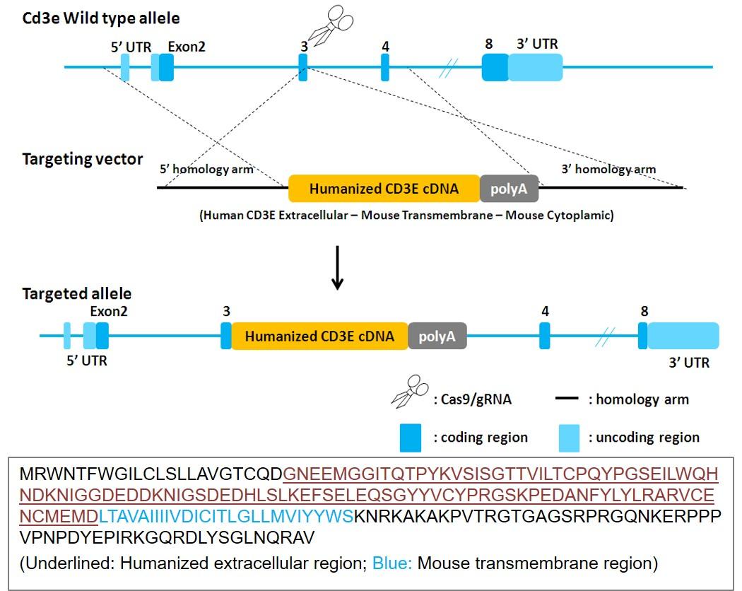 CD3E Humanized Immune Checkpoint Mouse Model