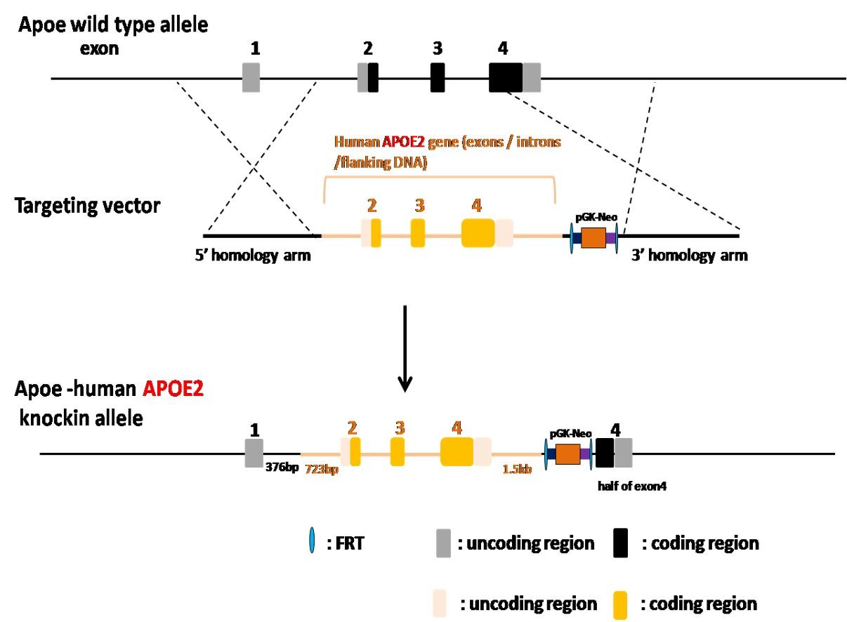 APOE2 Humanized Immune Checkpoint Mouse Model