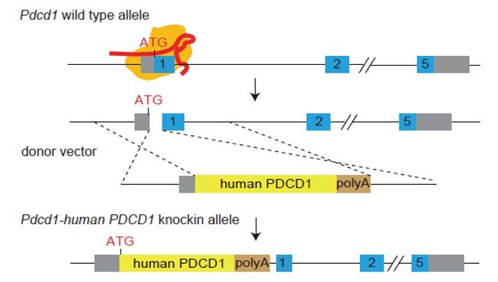 Strategy for Generating Humanized PD-1 (ASHU-00015) Mouse Model