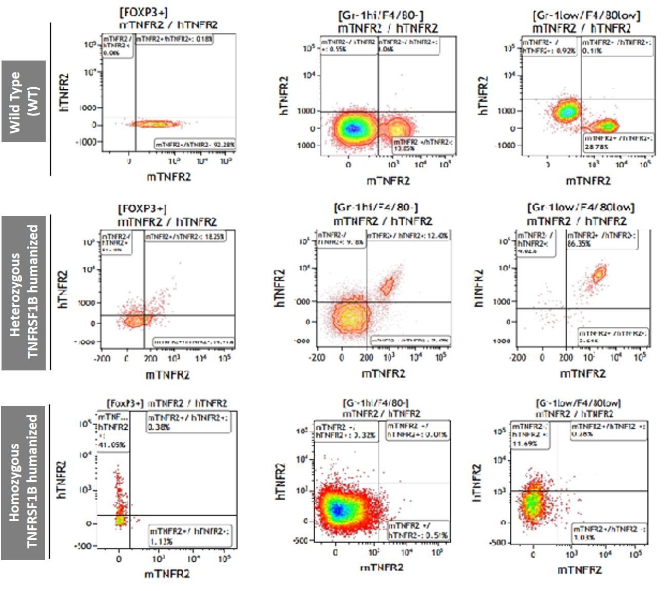 TNFRSF1B Humanized Immune Checkpoint Mouse Model