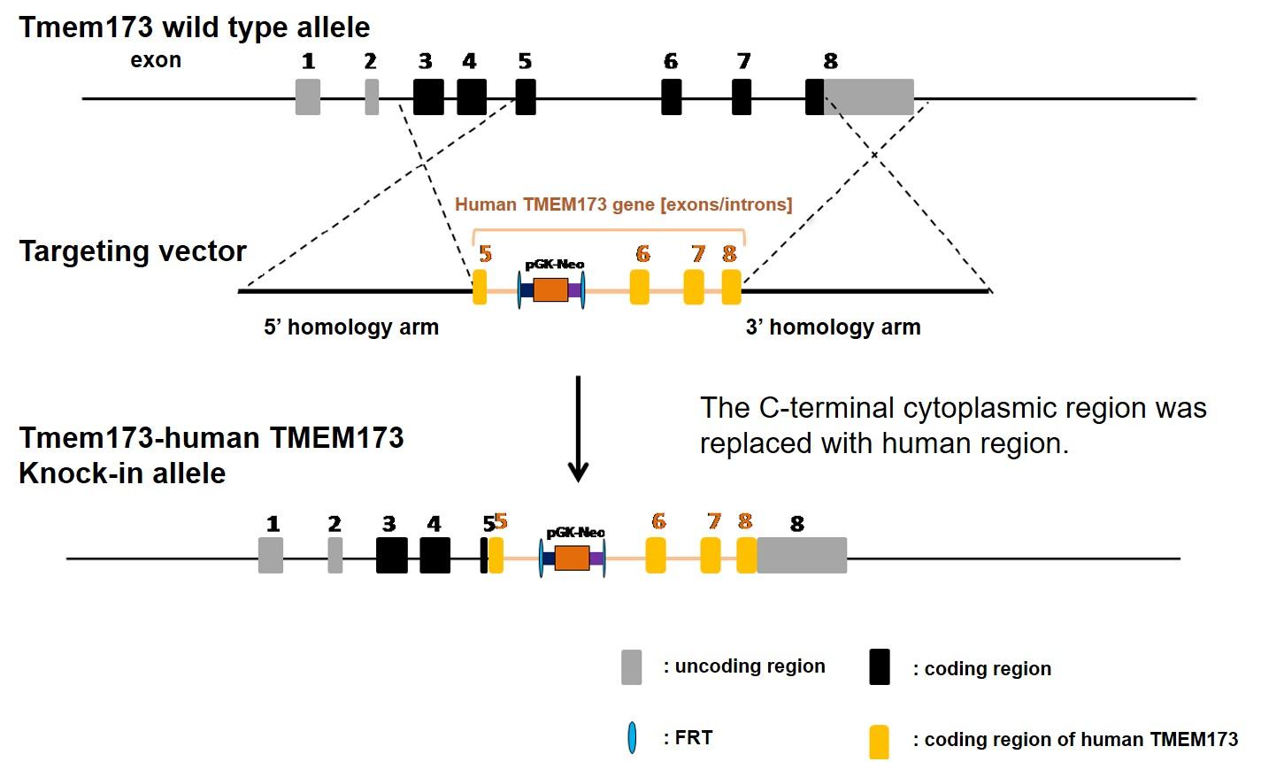 STING Humanized Immune Checkpoint Mouse Model