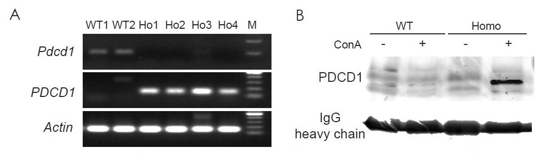 PD1/TIGIT/TIM3 Triple Humanized Immune Checkpoint Mouse Model