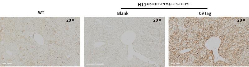 landingpage-aski-200054-ki-mouse-2