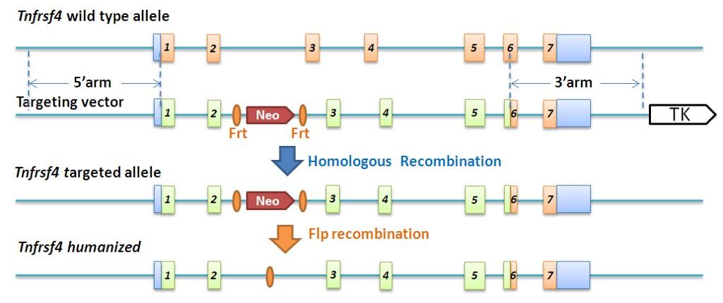 OX40 Humanized Immune Checkpoint Mouse Model