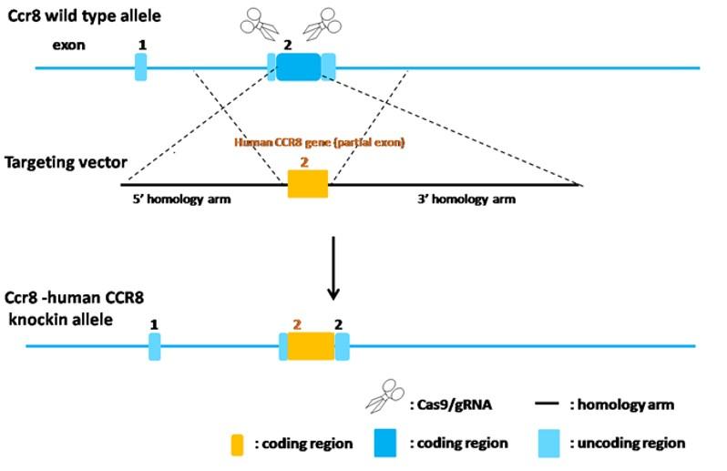 landingpage-ashu-2000054-ccr8-hu-icpmouse-1
