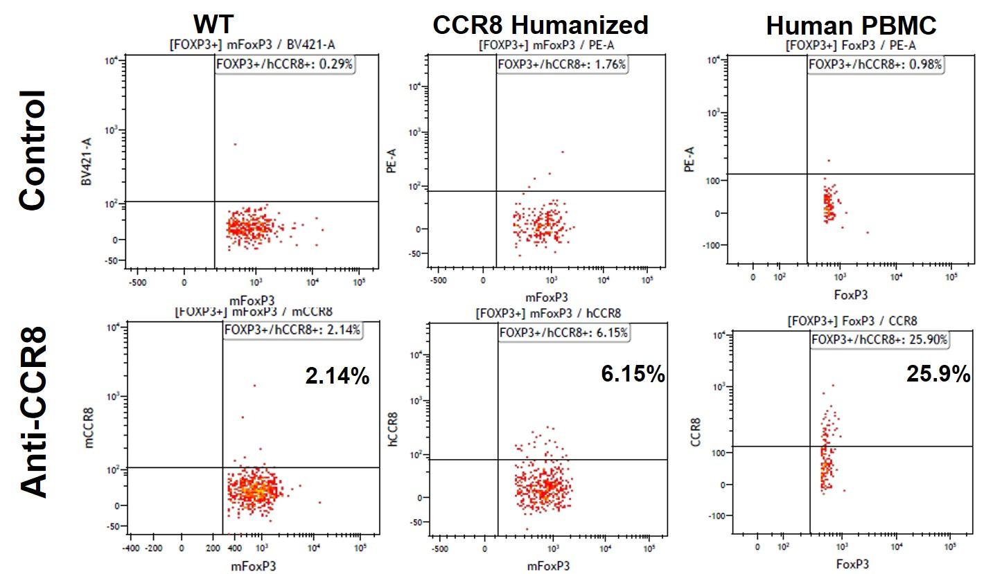 CCR8 Humanized Immune Mouse Model