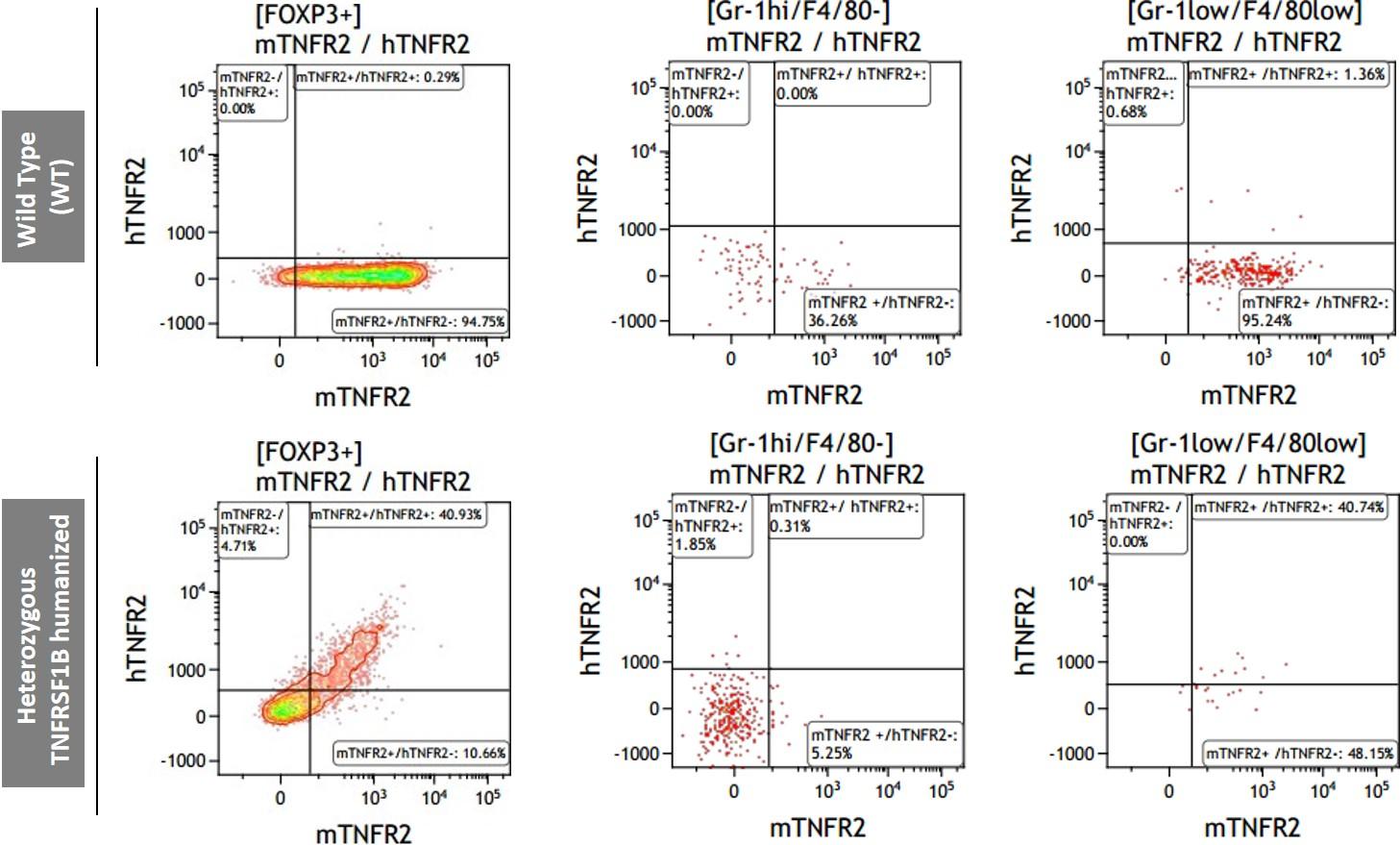 TNFRSF1B Humanized Immune Mouse Model