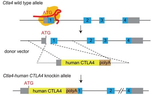 landingpage-ashu-00102-PD-L1 &, CTLA4-hu-icpmouse-2