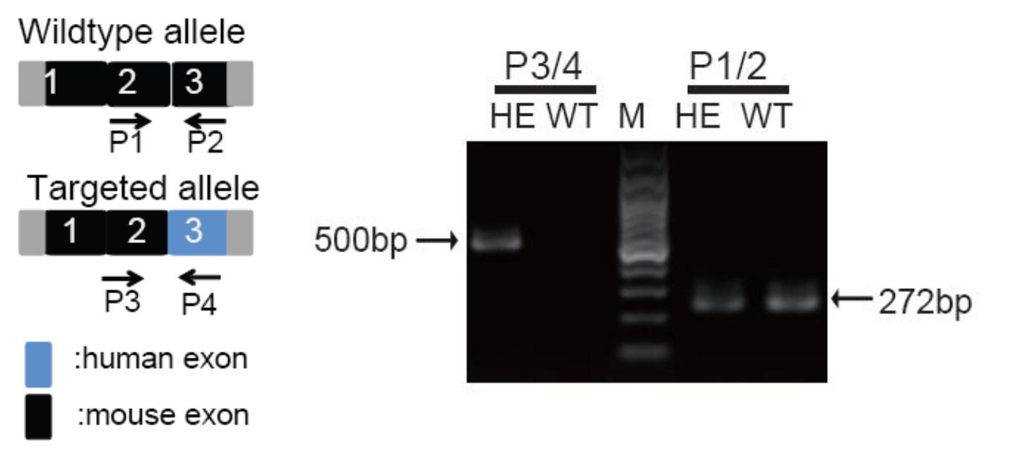 TLR7 Humanized Immune Checkpoint Mouse Model