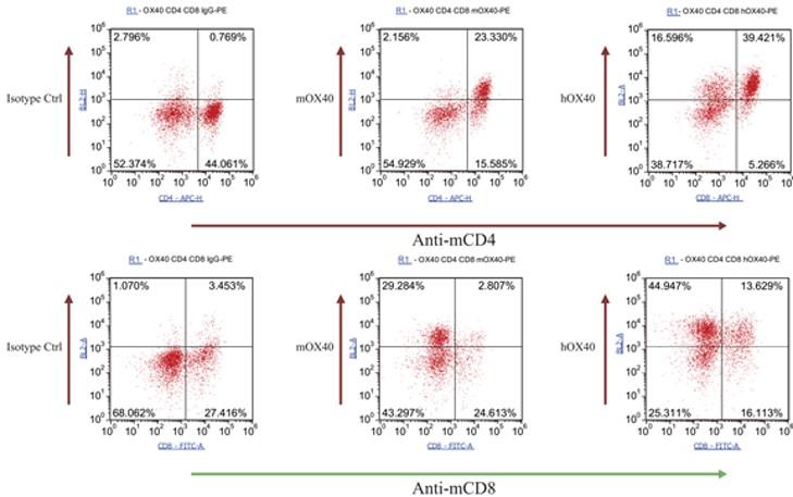 OX40 Humanized Immune Checkpoint Mouse Model