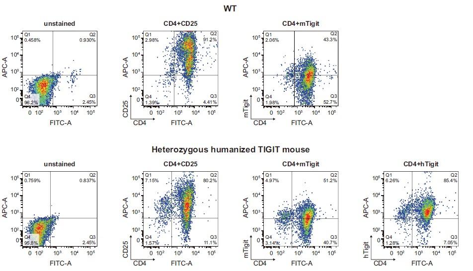 TIGIT Humanized Immune Checkpoint Mouse Model