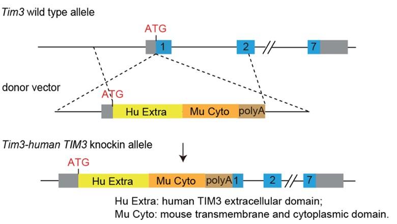 PD1&,TIM3 Humanized Immune Checkpoint Mouse Model