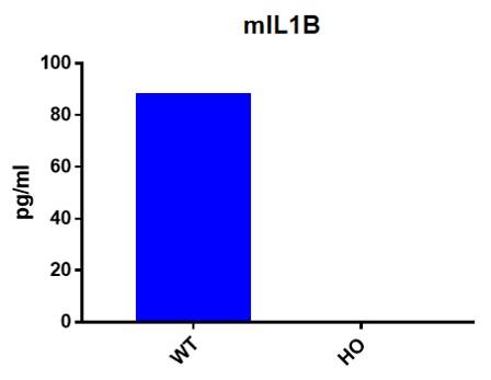 IL1B Humanized Immune Checkpoint Mouse Model