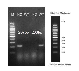 landingpage-ashu-190001-IL5-hu-icpmouse-1
