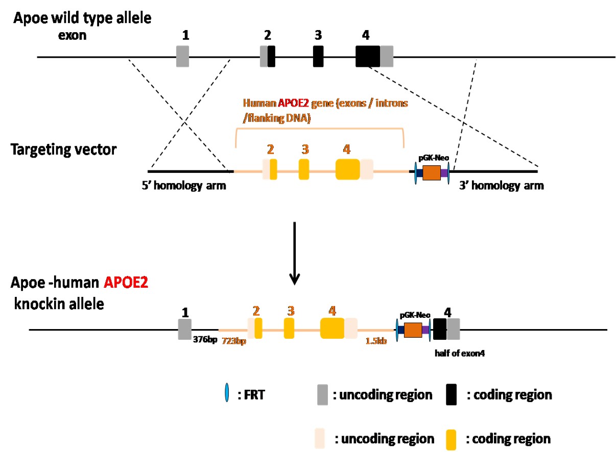 APOE2 Humanized Immune Checkpoint Mouse Model
