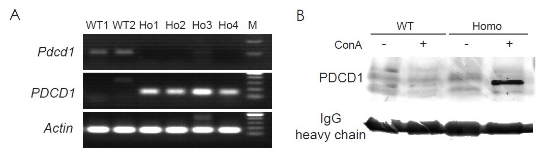 PD1/TIGIT/TIM3 Triple Humanized Immune Checkpoint Mouse Model