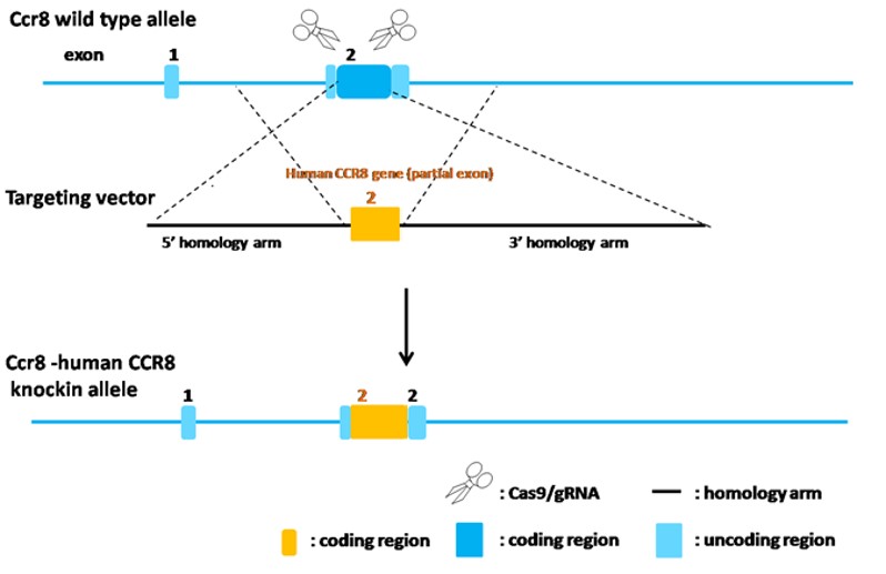 landingpage-ashu-2000054-ccr8-hu-icpmouse-1
