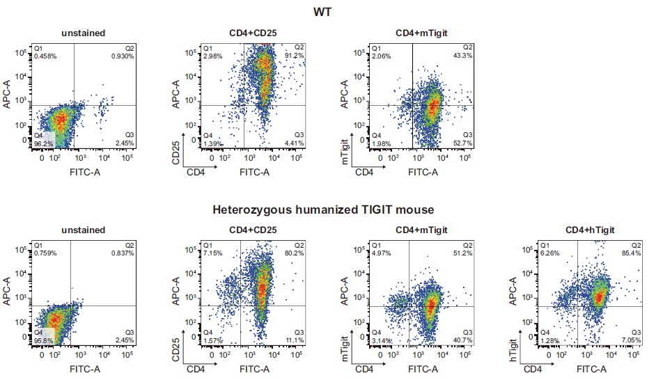 TIGIT Humanized Immune Checkpoint Mouse Model