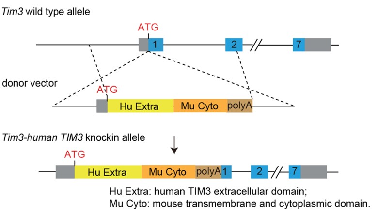 PD1&,TIM3 Humanized Immune Checkpoint Mouse Model